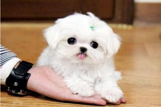 马尔济斯犬几岁不会再长大