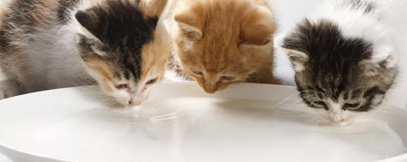 小猫可以喝人喝的奶粉吗