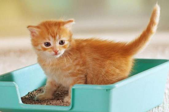 猫咪两天没拉屎怎么办