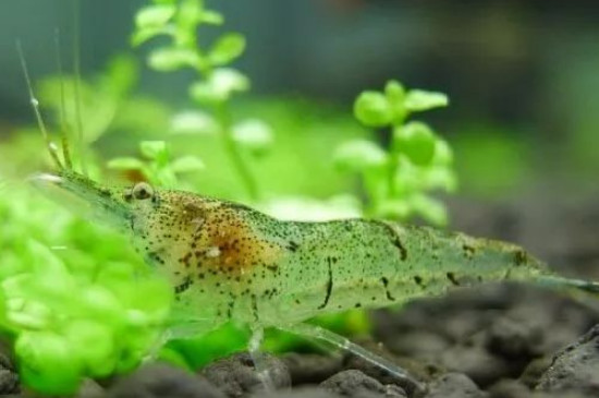 黑壳虾没有藻会饿死吗