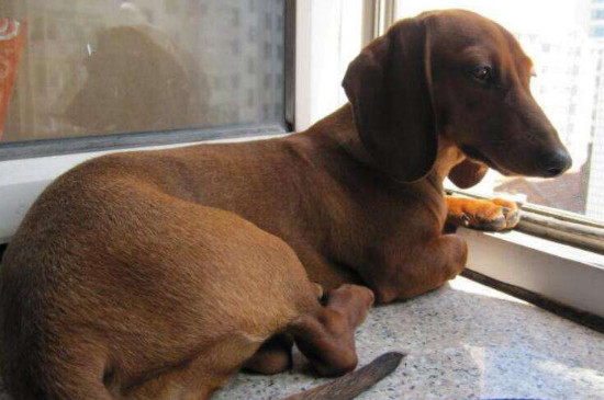 腊肠犬能吃米饭吗