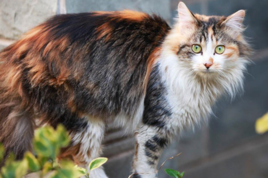 野猫能养吗