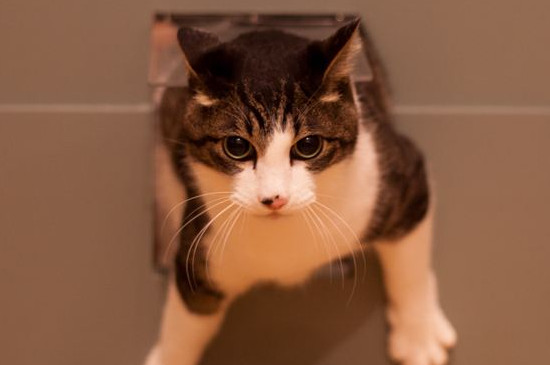 猫咪喜欢躺地板上睡什么原因
