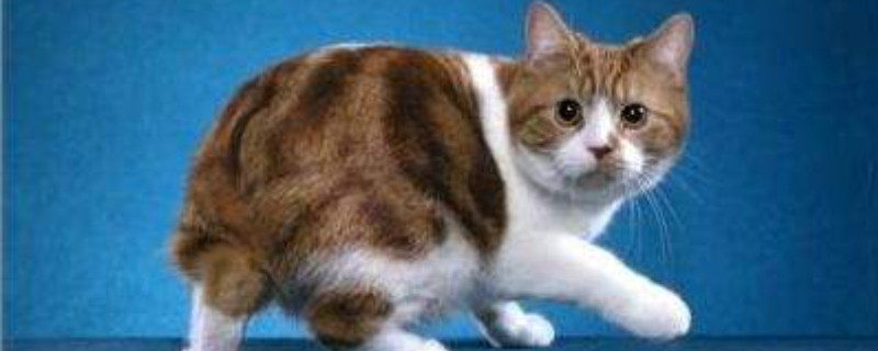 挪威森林猫掉毛厉害吗