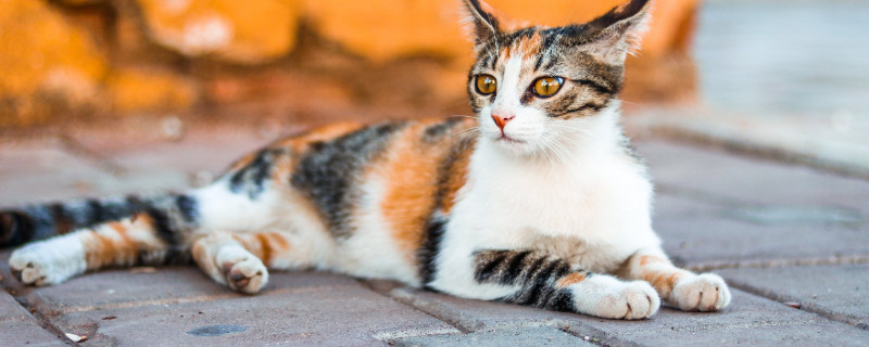 猫讨厌什么气味赶走猫
