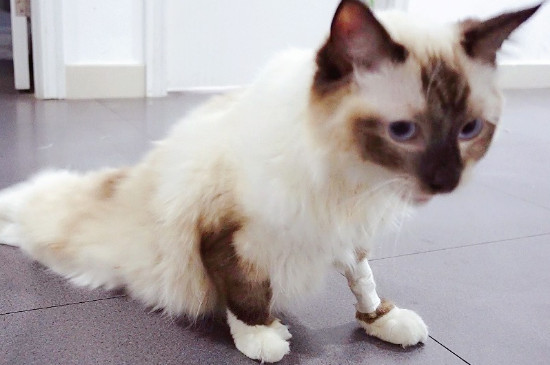 为什么猫猫会发出呼呼声音