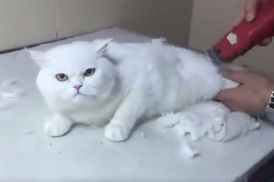 猫掉毛是什么原因
