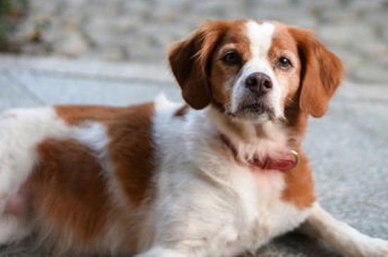 不列塔尼猎犬优缺点