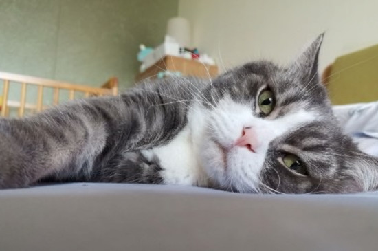 猫嗓子哑了是什么造成的