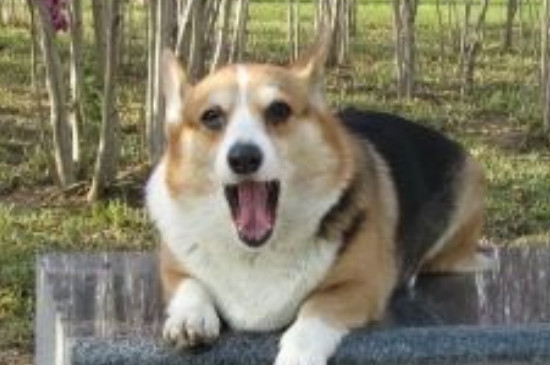 中华田园犬吃什么