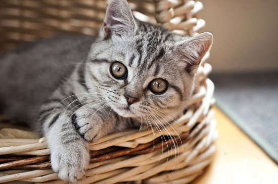 猫一直蹭人是为什么