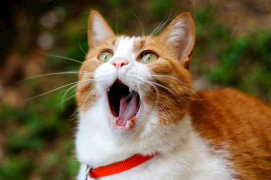猫咪拉稀怎么治