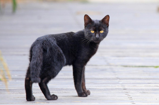 为什么野猫晚上撕心裂肺的叫