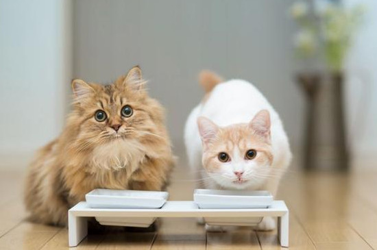 小猫可以喝人喝的奶粉吗