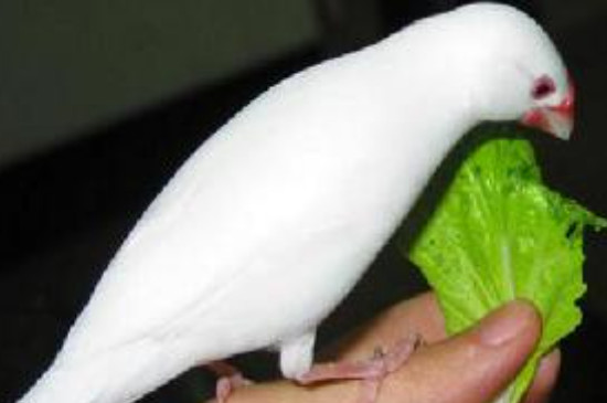白文鸟一年繁殖几窝