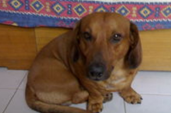 腊肠犬能吃鸡蛋吗