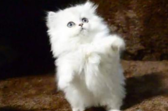 金吉拉猫为什么不能养