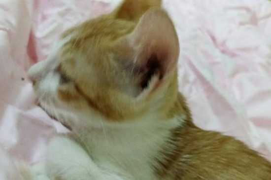 猫挨打之后有几种表现