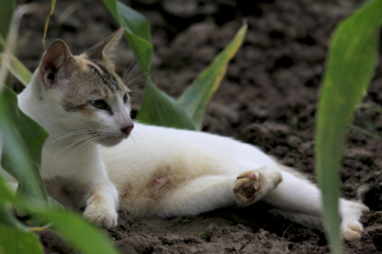 家猫和野猫的外表区别