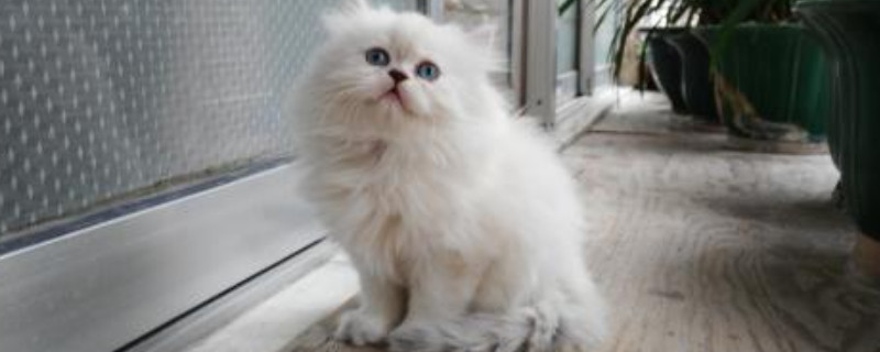金吉拉猫为什么不爱叫
