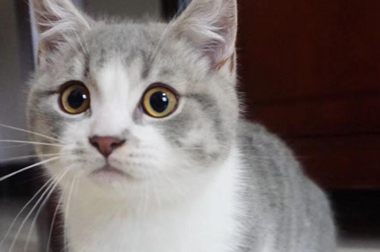 猫眼睛红红的是怎么回事