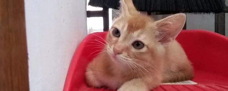 小奶猫多大可以清理耳朵