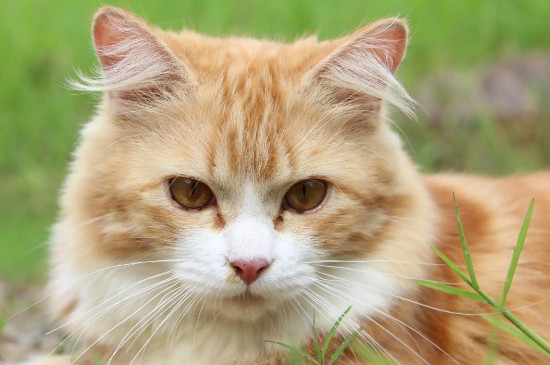 猫咪感冒了怎么办?