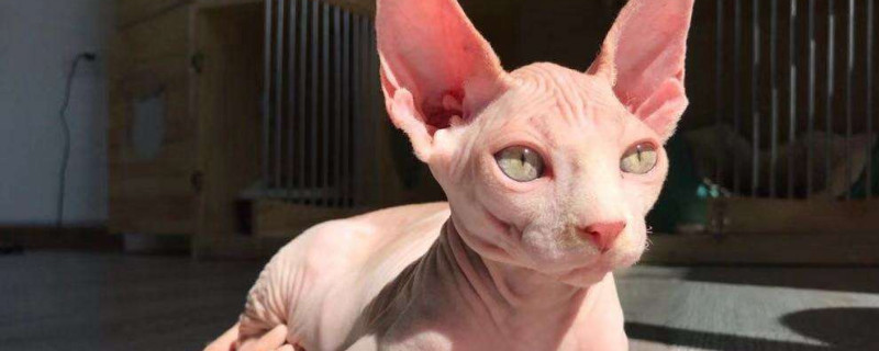 斯芬克斯猫智商相当于人几岁
