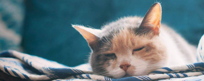 猫跳蚤满屋子都是怎么消灭
