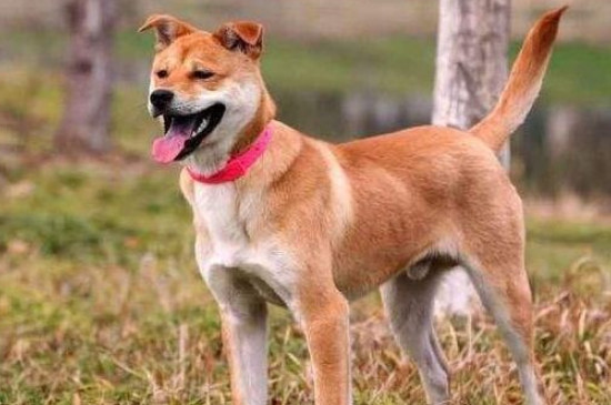 为什么土狗服从性差
