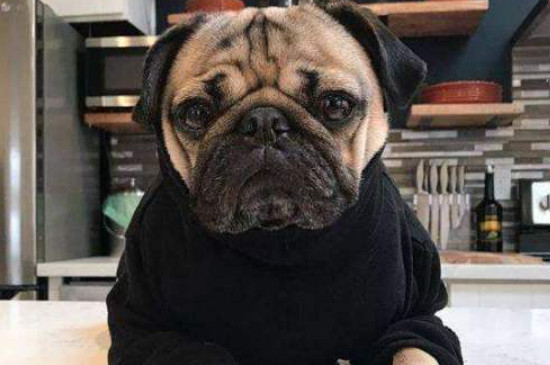 犬的一年等于多少岁