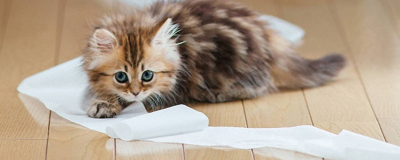 猫肉垫蜕皮是换皮吗