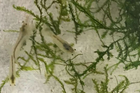 黑壳虾需要虾窝吗