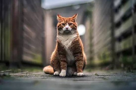 一公一母猫能在一起养吗
