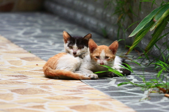 母猫生小猫后注意事项