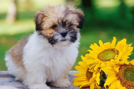 拉萨犬怎么训
