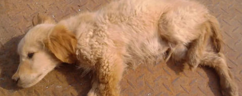 犬瘟快死的症状