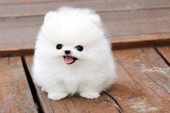 博美犬能吃香蕉吗