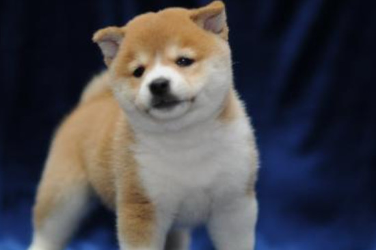 柴犬怎么看品相