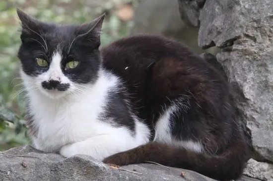 猫咪的特征