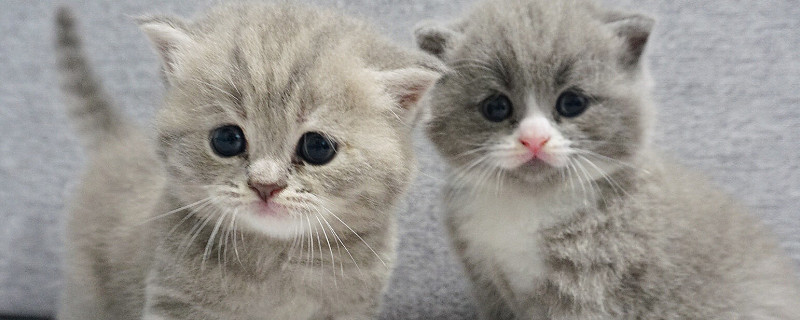 小奶猫拉稀了怎么办