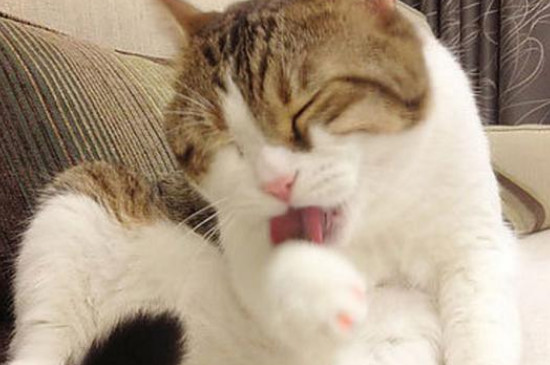 大猫给小猫舔毛是什么意思