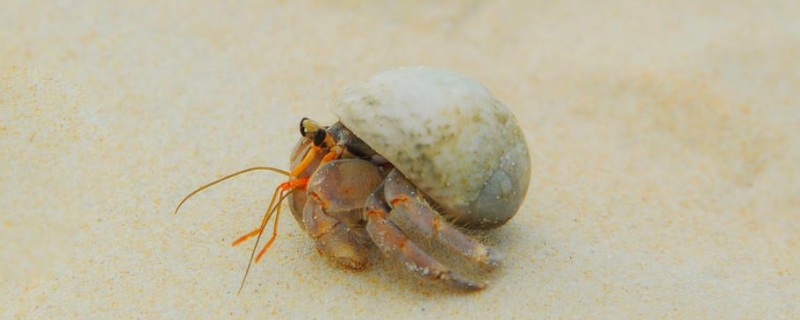 寄居蟹没有海水能活吗