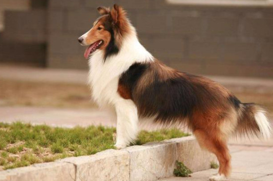 喜乐蒂牧羊犬吃的多吗