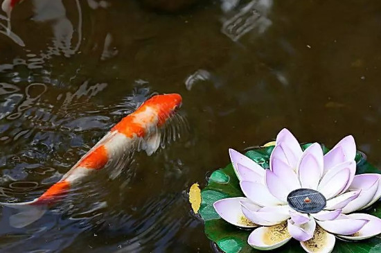 锦鲤在缸里产卵怎么处理