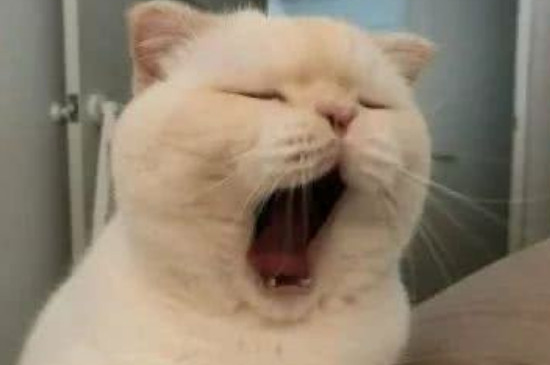 猫会自己回家么