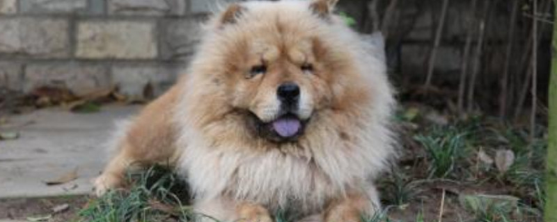 松狮怎么染成大熊猫