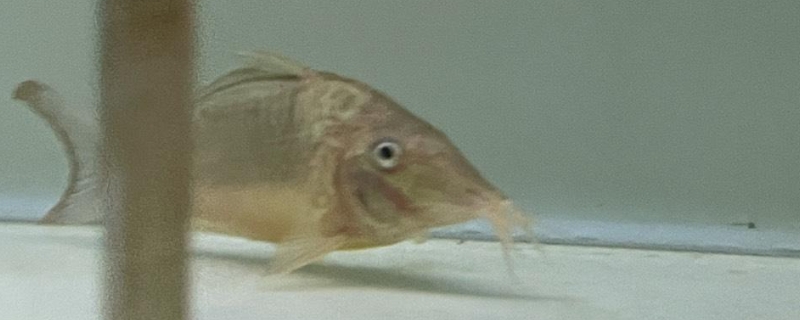小鱼缸几天换一次水