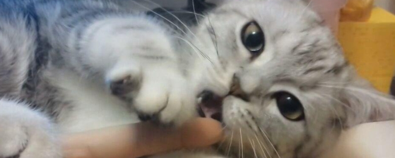猫咪几个月就可以不泡猫粮了