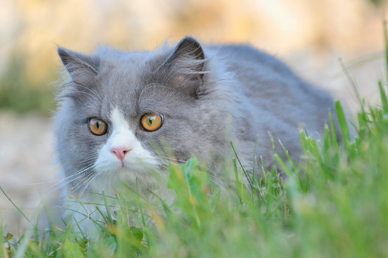 猫咪对花过敏吗